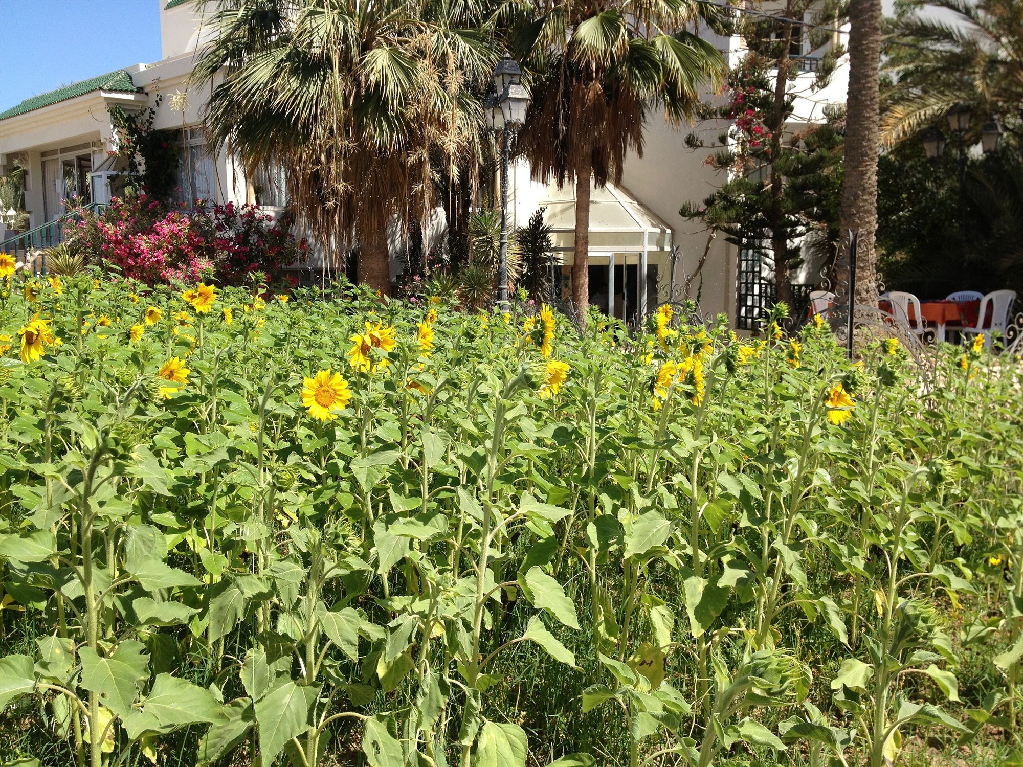 Mezraia Hotel Djerba Orient מראה חיצוני תמונה